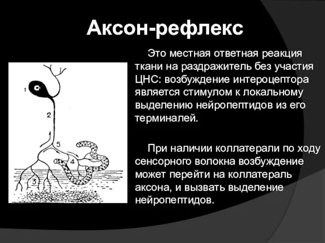 Аксон-рефлекс Это местная ответная реакция ткани на раздражитель без участия ЦНС: