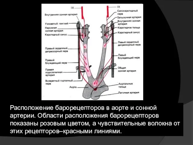 Расположение барорецепторов в аорте и сонной артерии. Области расположения барорецепторов показаны