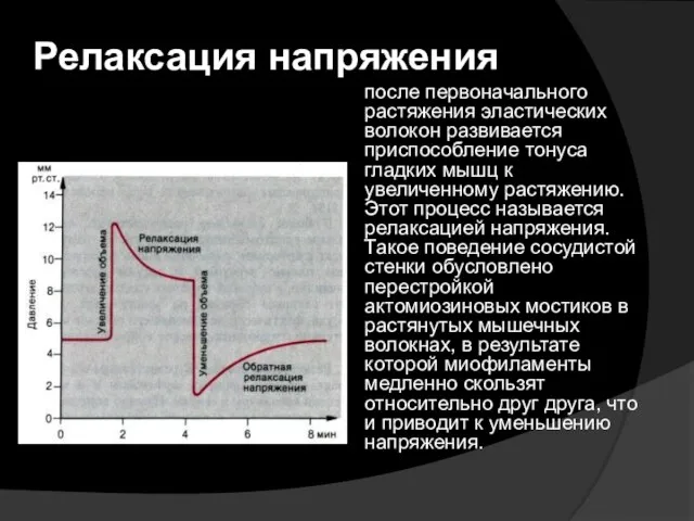 Релаксация напряжения после первоначального растяжения эластических волокон развивается приспособление тонуса гладких