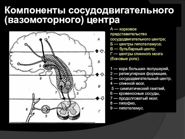 А — корковое представительство сосудодвигательного центра; Б — центры гипоталамуса; В