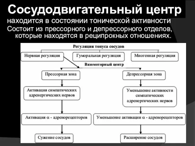 Сосудодвигательный центр находится в состоянии тонической активности Состоит из прессорного и