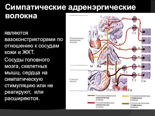 Симпатические адренэргические волокна являются вазоконстрикторами по отношению к сосудам кожи и