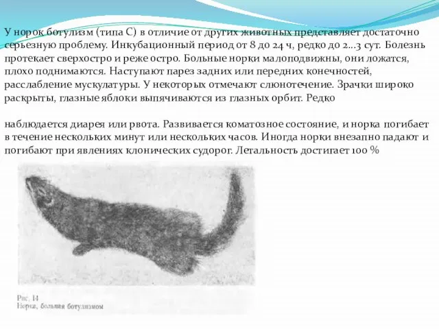 У норок ботулизм (типа С) в отличие от других животных представляет