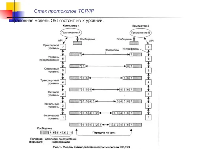 Стек протоколов TCP/IP Эталонная модель OSI состоит из 7 уровней.