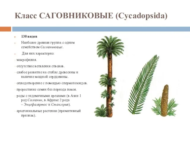 Класс САГОВНИКОВЫЕ (Cycadopsida) 130 видов Наиболее древняя группа с одним семейством