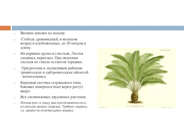 Внешне похожи на пальму. Стебель древовидный, в молодом возрасте клубневидные, до