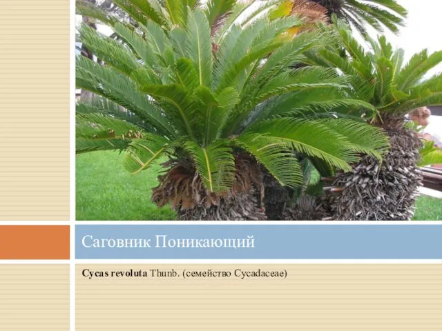 Cycas revoluta Thunb. (семейство Cycadaceae) Саговник Поникающий