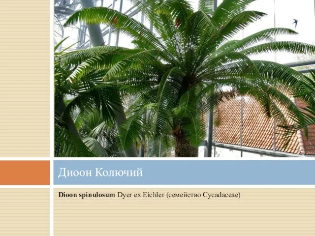 Dioon spinulosum Dyer ex Eichler (семейство Cycadaceae) Диоон Колючий