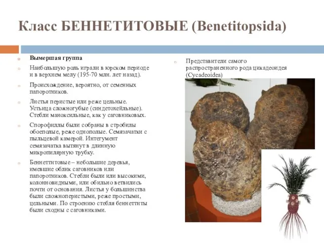 Класс БЕННЕТИТОВЫЕ (Benetitopsida) Вымершая группа Наибольшую роль играли в юрском периоде