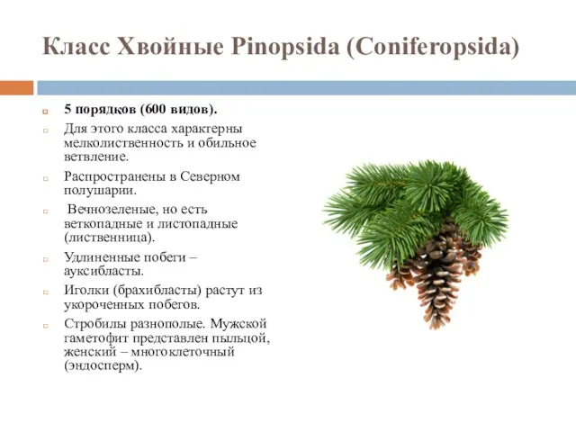 Класс Хвойные Pinopsida (Coniferopsida) 5 порядков (600 видов). Для этого класса