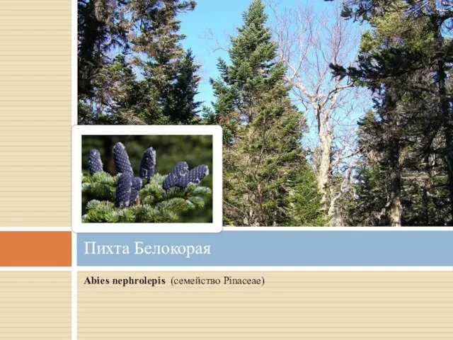 Abies nephrolepis (семейство Pinaceae) Пихта Белокорая