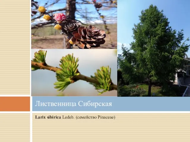 Larix sibirica Ledeb. (семейство Pinaceae) Лиственница Сибирская