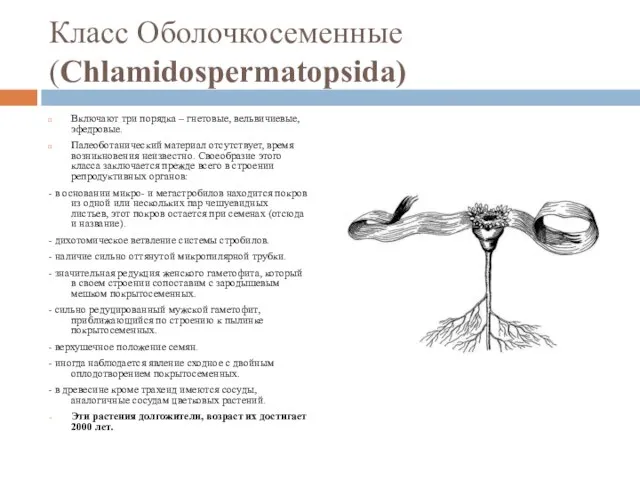 Класс Оболочкосеменные (Chlamidospermatopsida) Включают три порядка – гнетовые, вельвичиевые, эфедровые. Палеоботанический