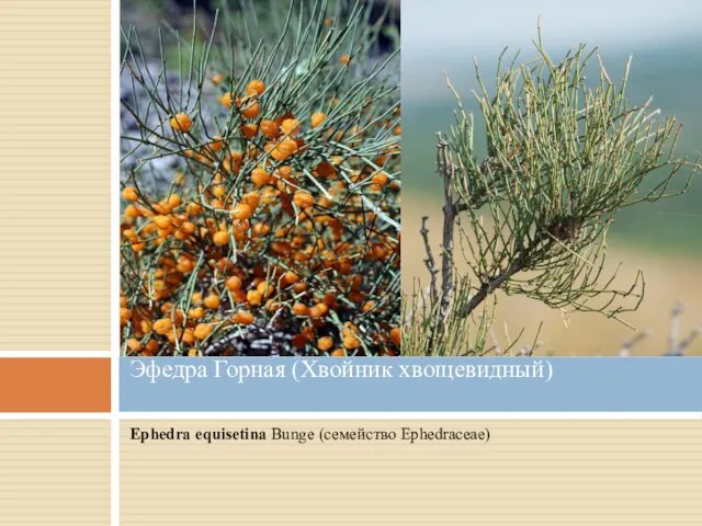 Ephedra equisetina Bunge (семейство Ephedraceae) Эфедра Горная (Хвойник хвощевидный)