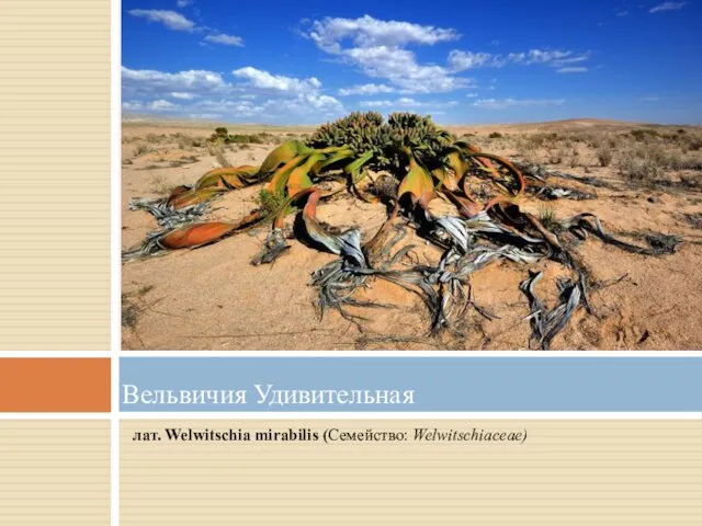 лат. Welwitschia mirabilis (Семейство: Welwitschiaceae) Вельвичия Удивительная