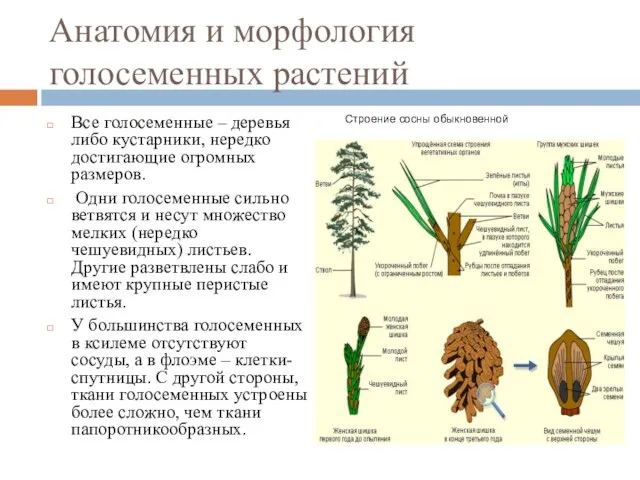 Анатомия и морфология голосеменных растений Все голосеменные – деревья либо кустарники,