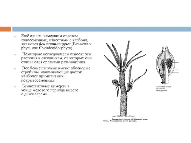 Ещё одним вымершим отделом голосеменных, известным с карбона, являются беннеттитовые (Bennettitophyta