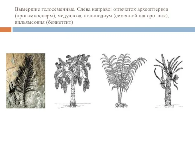 Вымершие голосеменные. Слева направо: отпечаток археоптериса (прогимносперм), медуллоза, полиподиум (семенной папоротник), вильямсония (беннеттит)