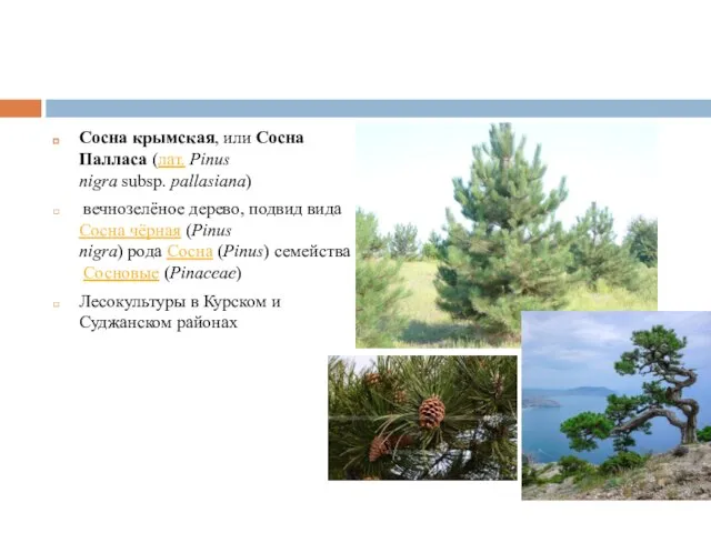 Сосна крымская, или Сосна Палласа (лат. Pinus nigra subsp. pallasiana) вечнозелёное