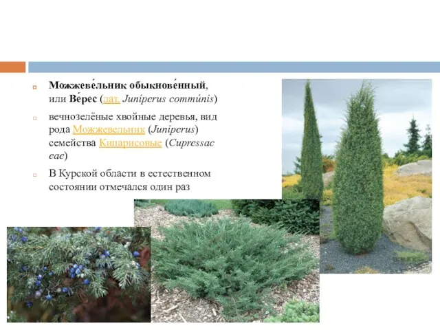 Можжеве́льник обыкнове́нный, или Ве́рес (лат. Juníperus commúnis) вечнозелёные хвойные деревья, вид