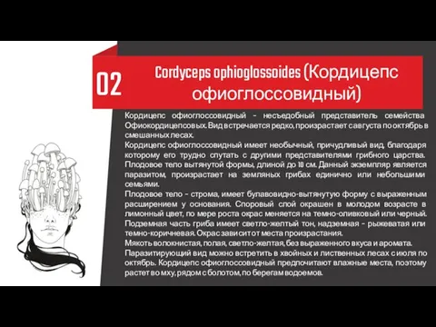 02 Cordyceps ophioglossoides (Кордицепс офиоглоссовидный) Кордицепс офиоглоссовидный – несъедобный представитель семейства