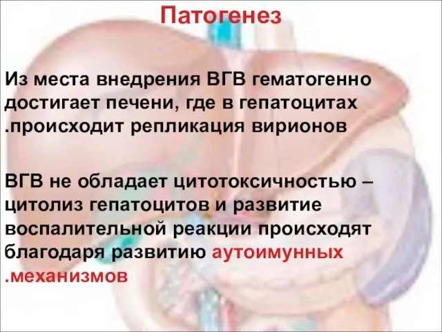 Патогенез Из места внедрения ВГВ гематогенно достигает печени, где в гепатоцитах