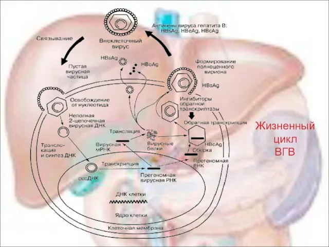 Жизненный цикл ВГВ