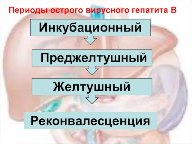 Периоды острого вирусного гепатита В Инкубационный Преджелтушный Желтушный Реконвалесценция