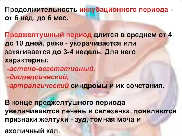 Продолжительность инкубационного периода - от 6 нед. до 6 мес. Преджелтушный