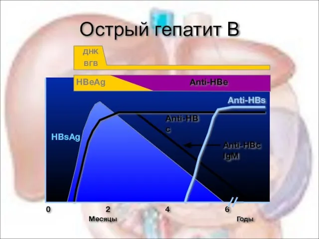 Острый гепатит В 0 2 4 6 HBsAg Anti-HBs Anti-HBc Anti-HBc