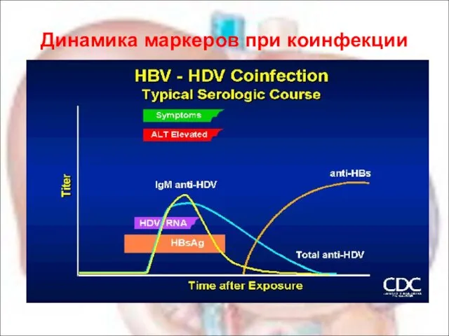 Динамика маркеров при коинфекции