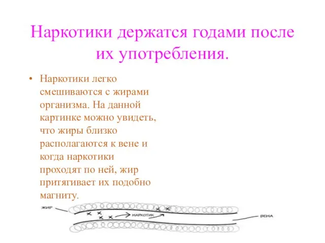 Наркотики держатся годами после их употребления. Наркотики легко смешиваются с жирами