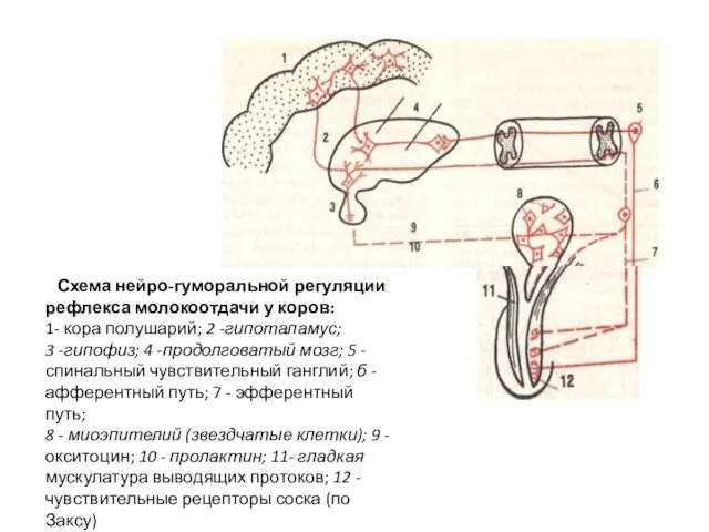 Схема нейро-гуморальной регуляции рефлекса молокоотдачи у коров: 1- кора полушарий; 2