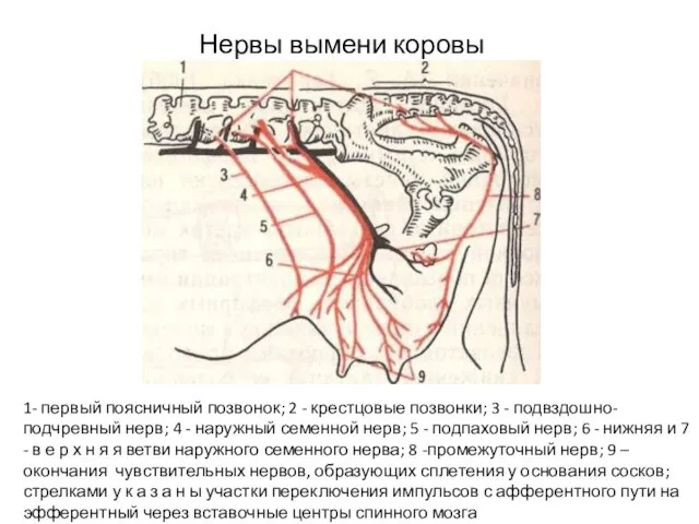 Нервы вымени коровы 1- первый поясничный позвонок; 2 - крестцовые позвонки;