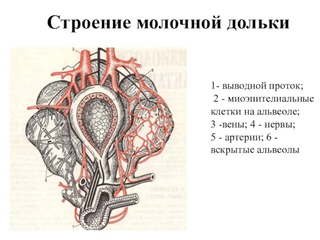 Строение молочной дольки 1- выводной проток; 2 - миоэпителиальные клетки на