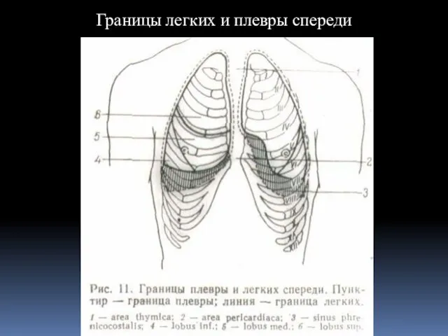 Границы легких и плевры спереди