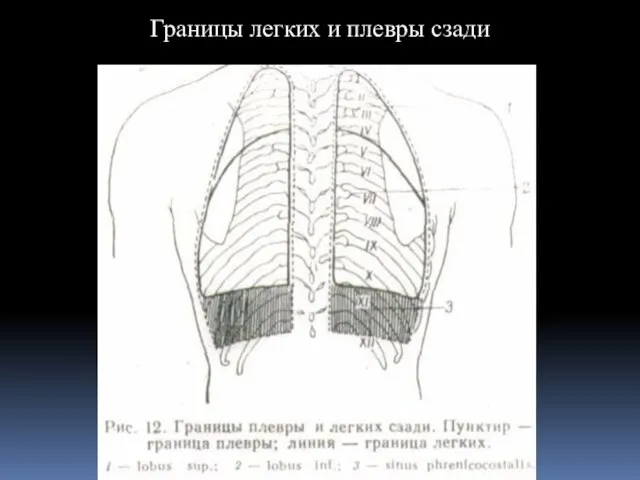 Границы легких и плевры сзади