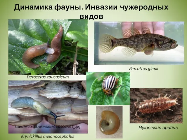 Динамика фауны. Инвазии чужеродных видов Deroceras caucasicum Percottus glenii Krynickillus melanocephalus http://macroid.ru/mdata/64/DSC07054_.jpg Hyloniscus riparius