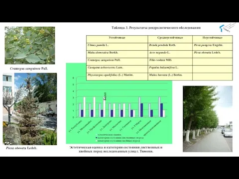 Эстетическая оценка и категории состояния лиственных и хвойных пород исследованных улиц