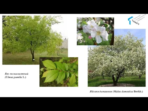 Вяз мелколистный (Ulmus pumila L.) Яблоня домвшняя (Malus domestica Borkh.)