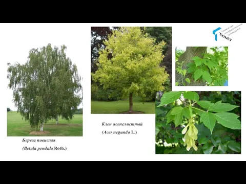 Береза повислая (Betula pendula Roth.) Клен ясенелистный (Acer negundo L.)