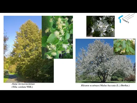 Липа мелколистная (Tilia cordata Mill.) Яблоня ягодная (Malus baccata (L.) Borkn.)