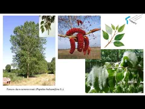 Тополь бальзамический (Populus balsamifera L.)