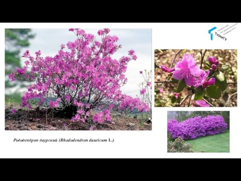 Рододендрон даурский (Rhododendron dauricum L.)