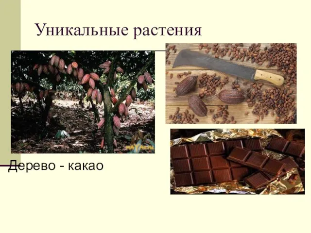 Уникальные растения Дерево - какао