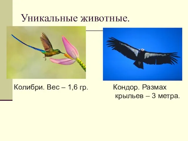 Уникальные животные. Колибри. Вес – 1,6 гр. Кондор. Размах крыльев – 3 метра.