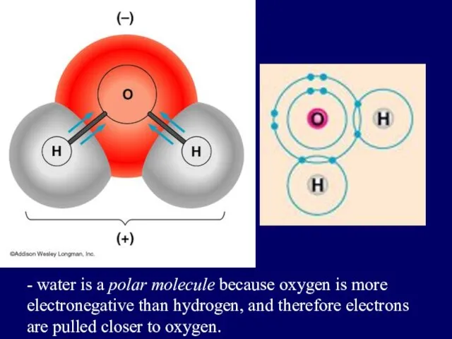 - water is a polar molecule because oxygen is more electronegative