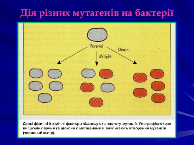 Дія різних мутагенів на бактерії Деякі фізичні й хімічні фактори підвищують