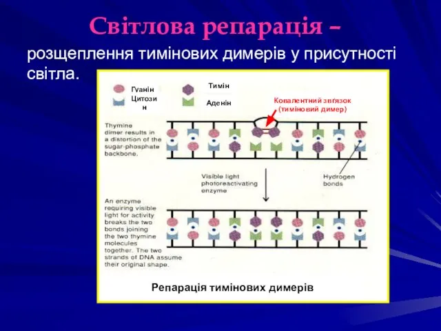 Світлова репарація – Репарація тимінових димерів Гуанін Цитозин Тимін Аденін Ковалентний