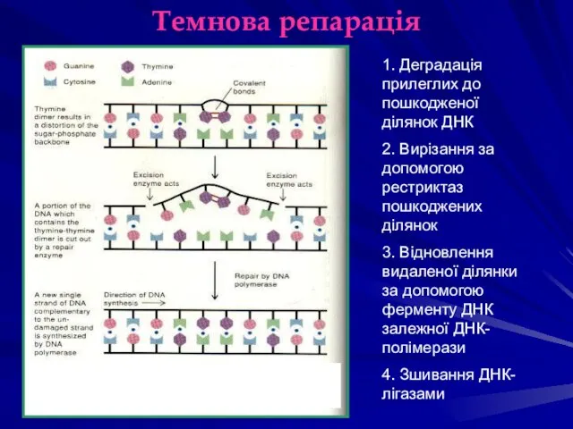 Темнова репарація 1. Деградація прилеглих до пошкодженої ділянок ДНК 2. Вирізання